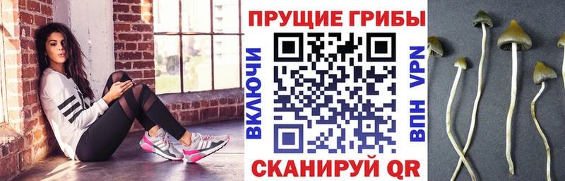 Купить где Чайковский Псилоцибиновые грибы ЛСД